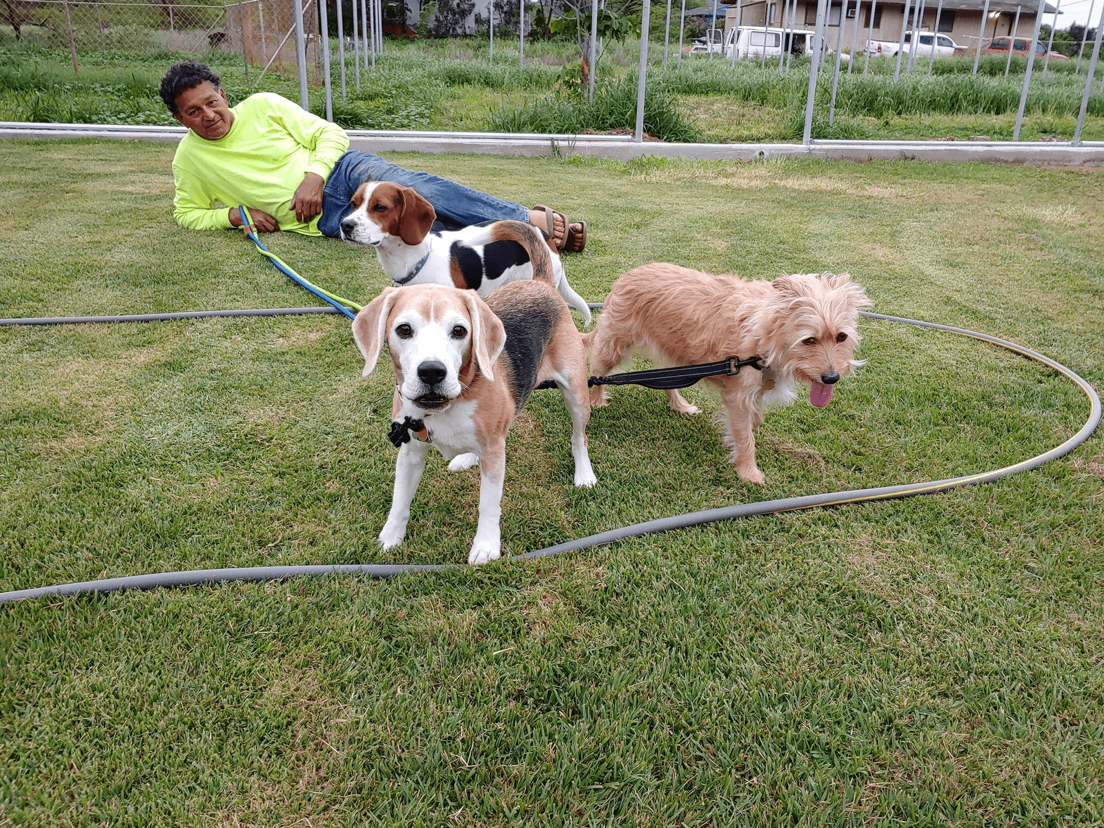 Two puppies playing on grass