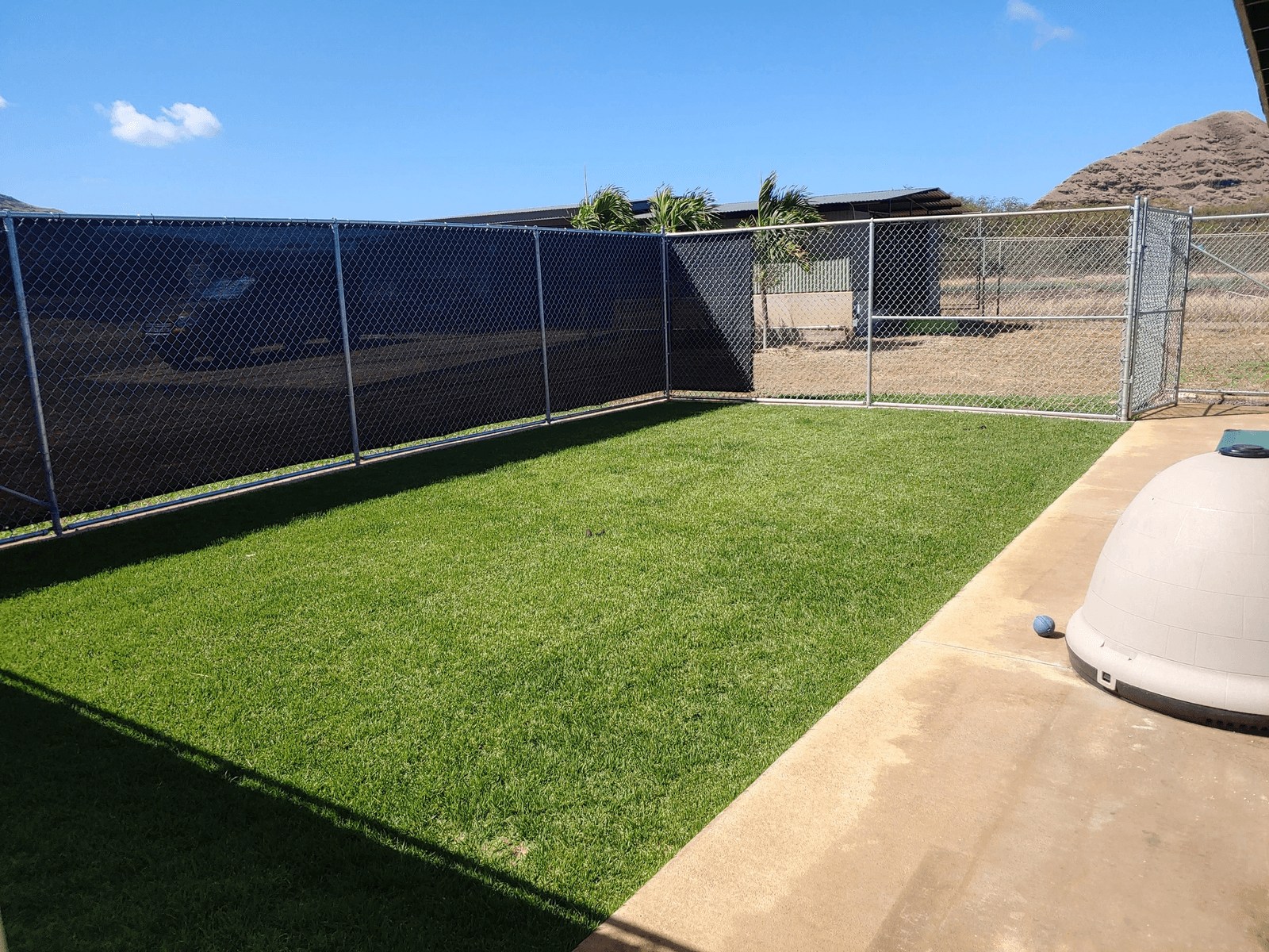 Dogs playing in fenced yard